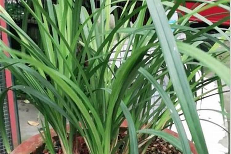 兰花最好的杀菌药