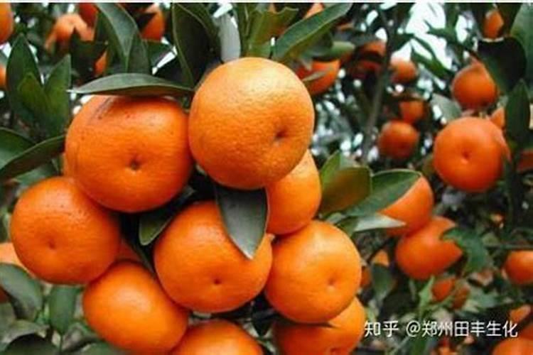 柑橘全年施肥时间表