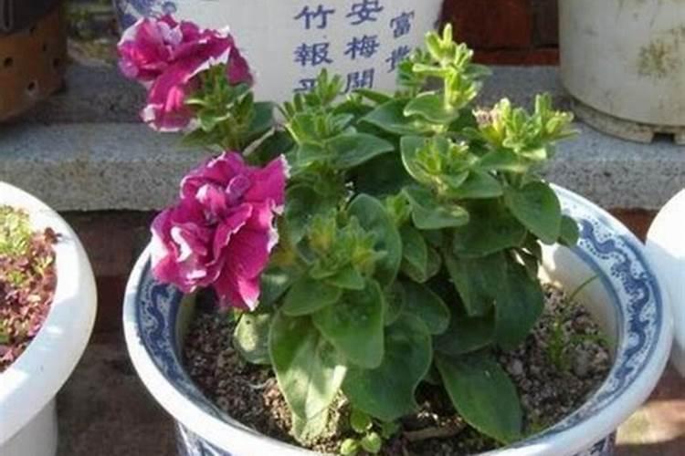 冬天花卉需要肥料吗,冬天如何施肥