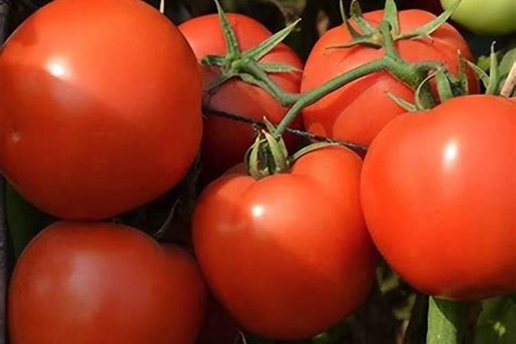 氮磷钾施肥过量,会有什么危害？