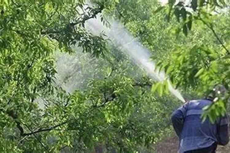 夏天给果树打药注意事项,(果树喷施农药四点需要注意)