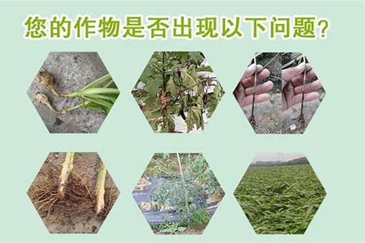 烟草叶片向下卷曲、干枯,有什么办法防治？