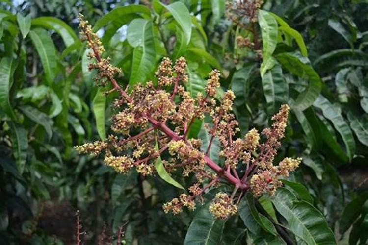 芒果花期管理技术要点