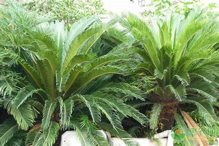 刚掰下的铁树怎么种能活,5个要点铁树生机再发