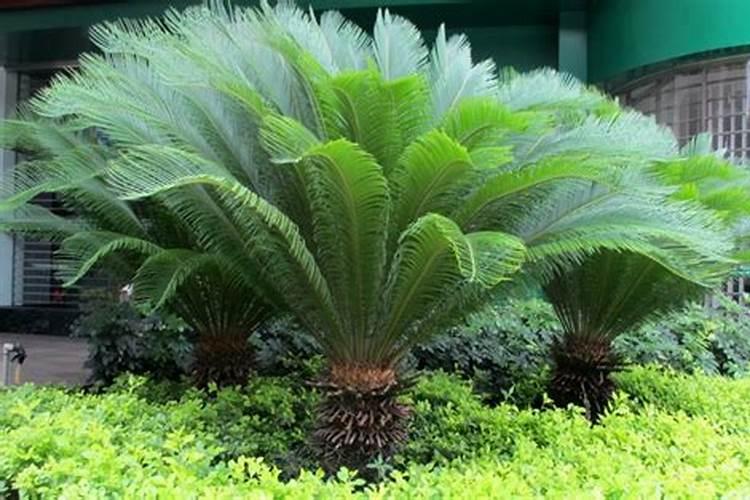 刚弄的无根铁树怎么栽