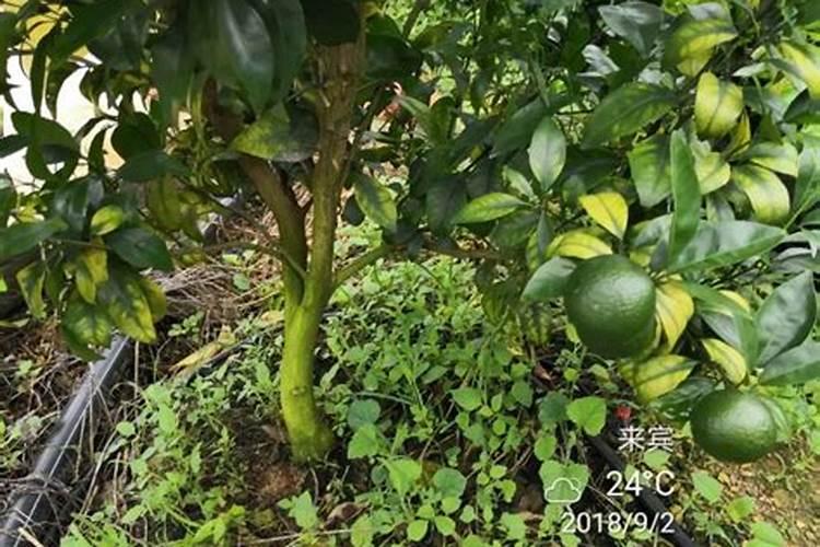 土壤表层有绿苔是怎么回事