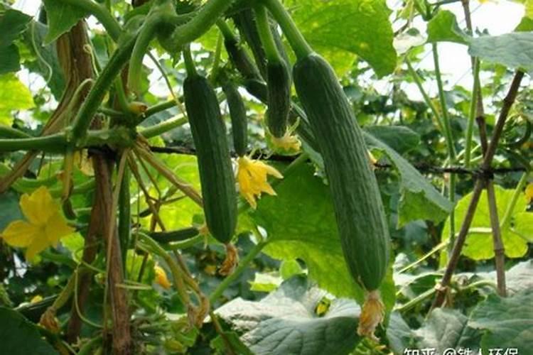 黄瓜打什么叶面肥好？黄瓜用什么冲施肥好能增产？黄瓜叶面肥用昆仑风