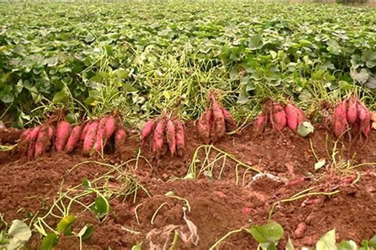 红薯裂缝肥怎样施方便