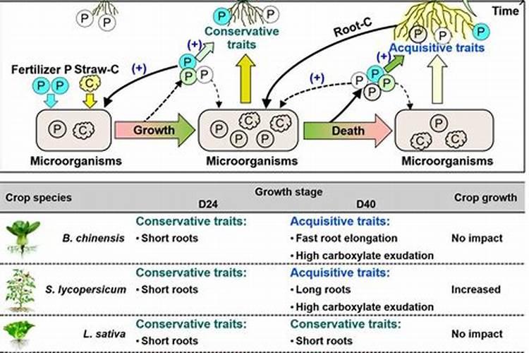 哪些蔬菜喜欢高磷肥