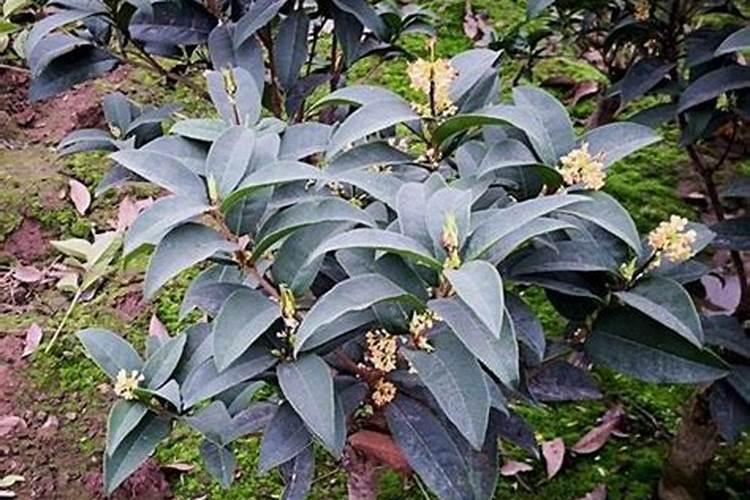 请问桂花树这是得了什么病？