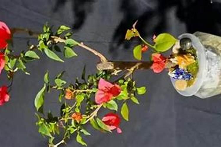 三角梅夏天能施肥吗？适合用哪种肥料以及多久施一次？