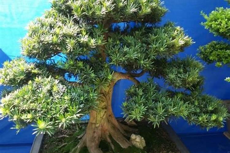 移栽罗汉松要不要施肥