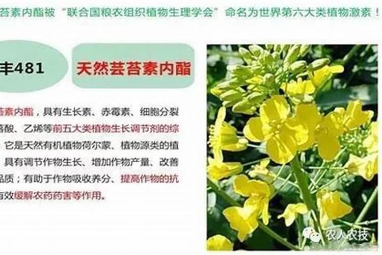 24表芸苔素内脂在草莓上用次数多了会不会早衰？