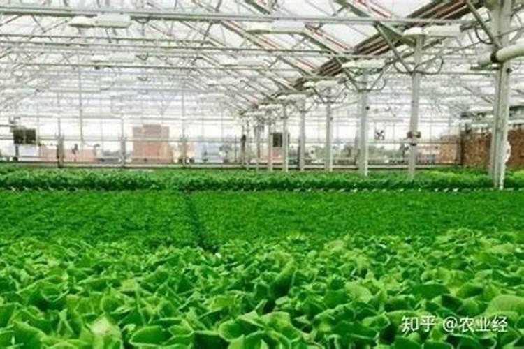 粘土温室大棚底肥用什么肥料好