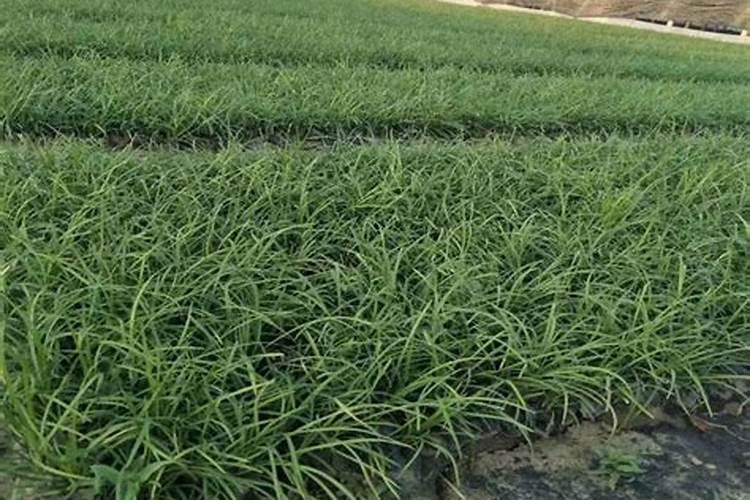 西红柿什么时候浇缓苗水