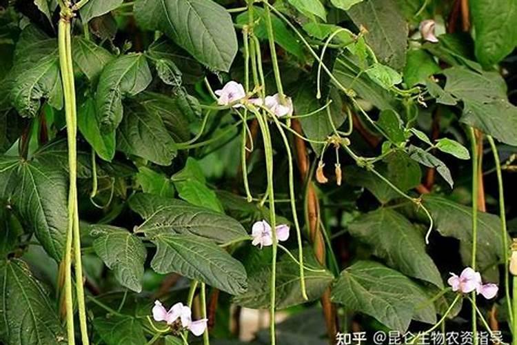 豆角用什么肥料效果好(种植豆角结果期需要什么叶面肥)
