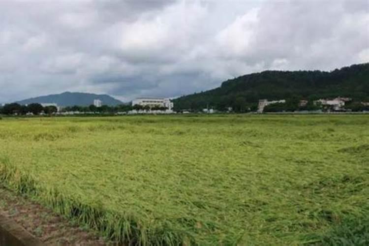 水稻为什么会倒伏 要如何改善