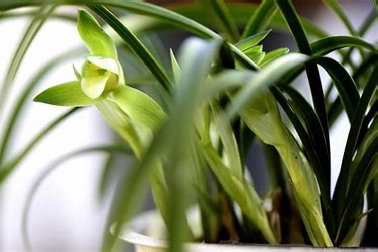 刚上盆的兰花多久施肥