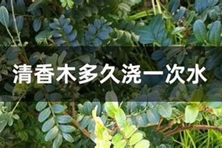 清香木开花吗