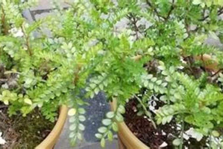 清香木冬天叶子干枯了怎么办