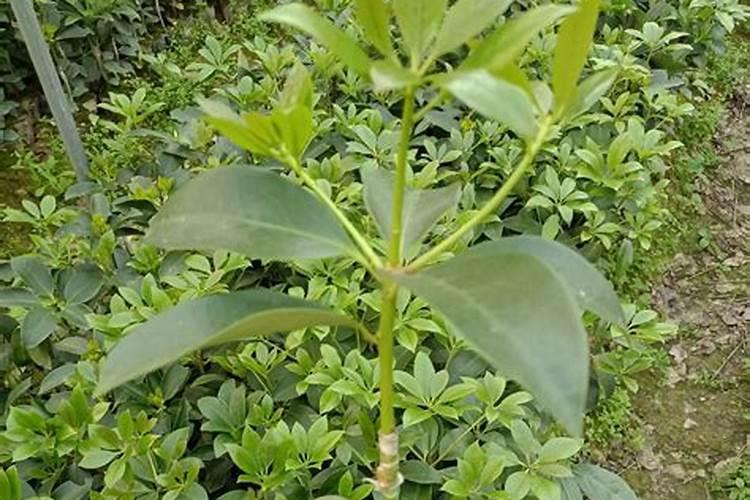 八角树苗用什么肥料好？