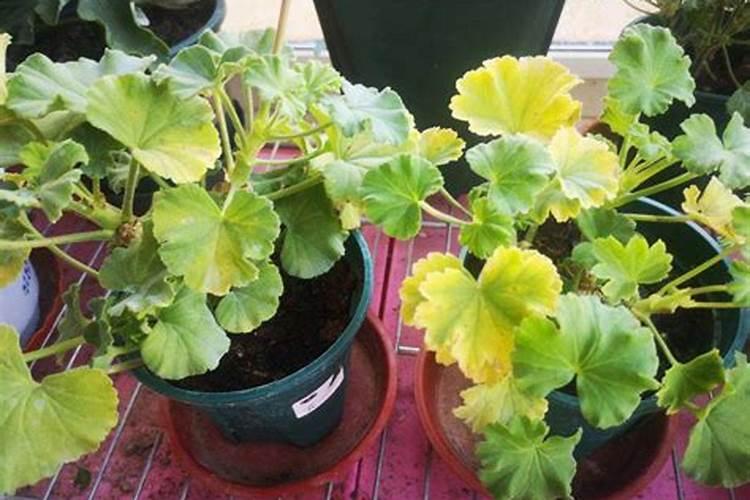 茶花施了磷肥,叶子开始发黄怎么办