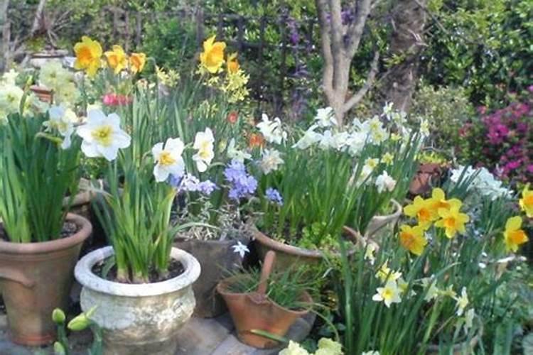 洋水仙开花后怎么处理