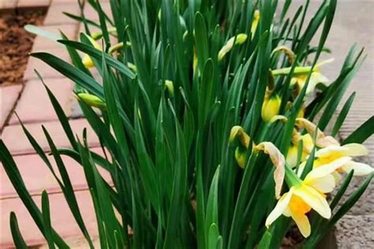 洋水仙怎么施肥和浇水