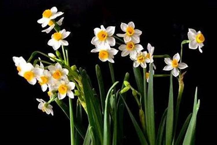 洋水仙的施肥方法