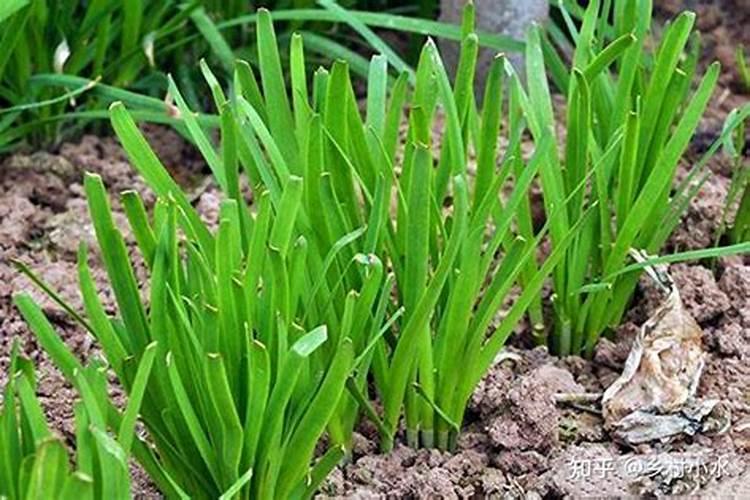 韭菜种植需要施什么肥料