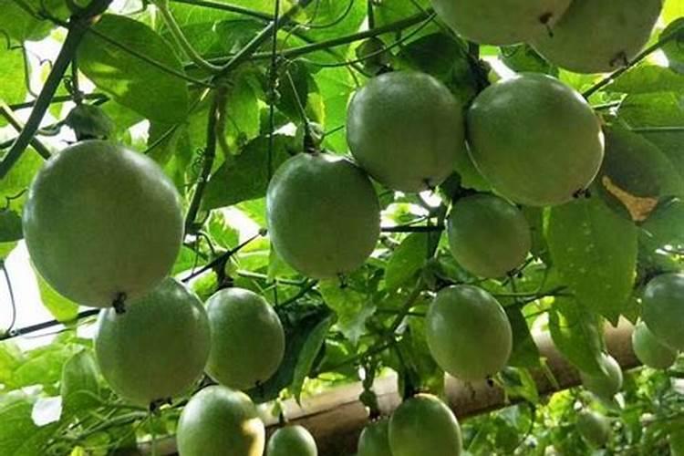 百香果花期要施什么肥才结果？