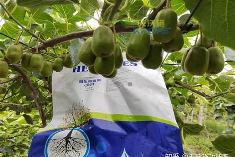 碳酸氢铵膨果最快最好