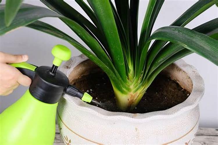 君子兰缺肥怎么判断