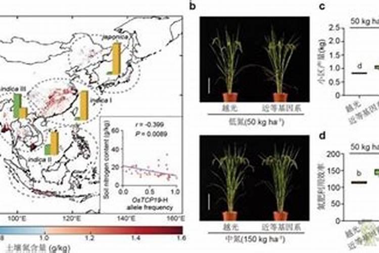麦田春季追肥的秘诀,99%的麦农都不知道!