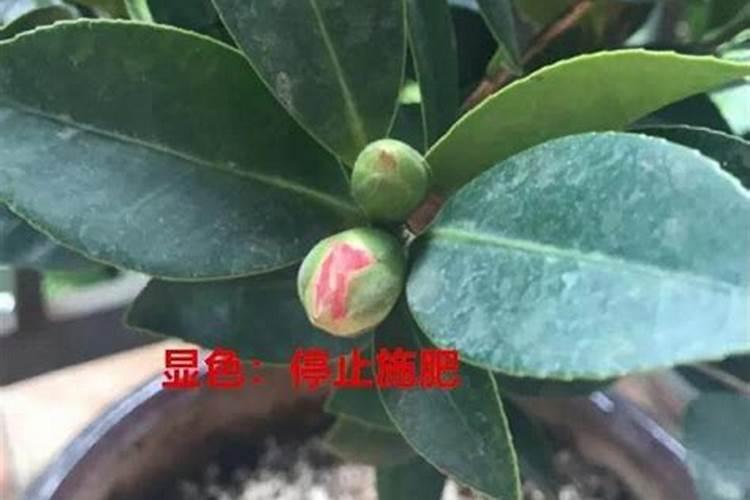 草莓肥料哪些最好