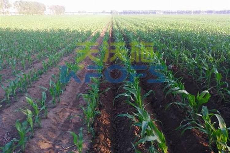 玉米吐穗期打啥叶面肥好