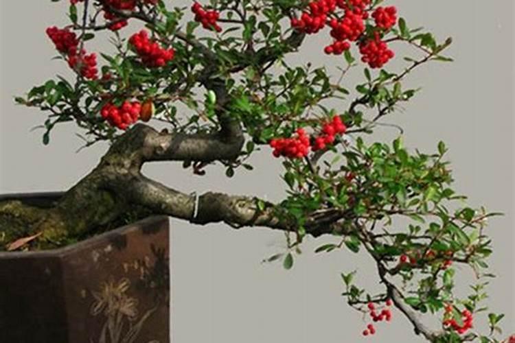 火棘盆景施什么肥料(火棘盆景底肥怎么施)