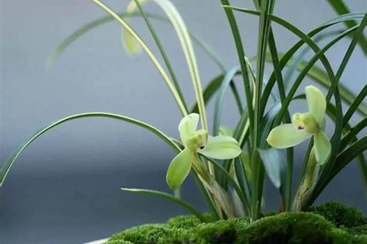 芸苔素内酯哪个牌子好？