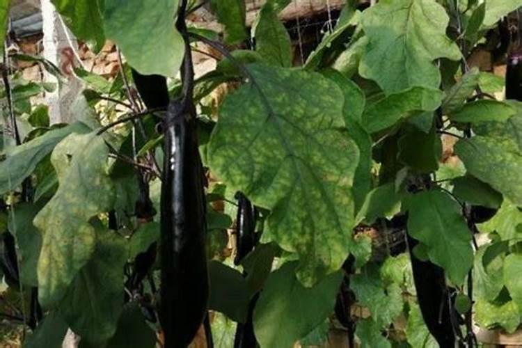 茄子幼苗什么时候施肥