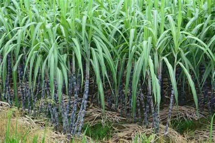 芸苔素内酯哪种好