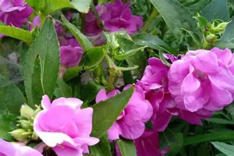 含磷最多的花肥,是啥肥料
