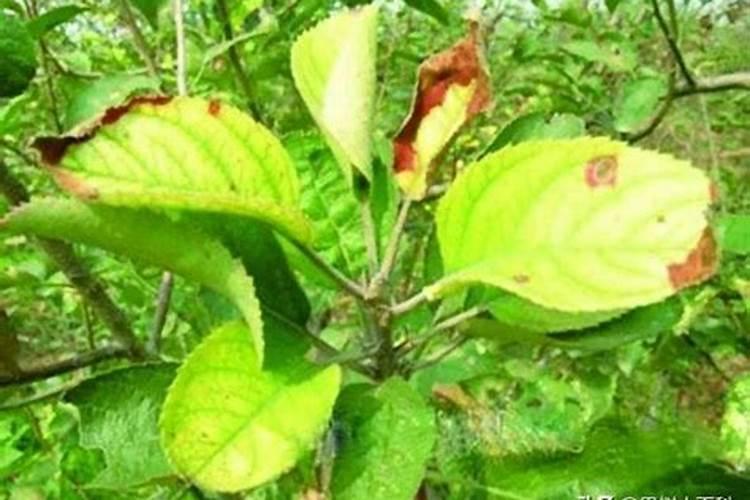 果树叶子发黄了,用什么肥料改善？