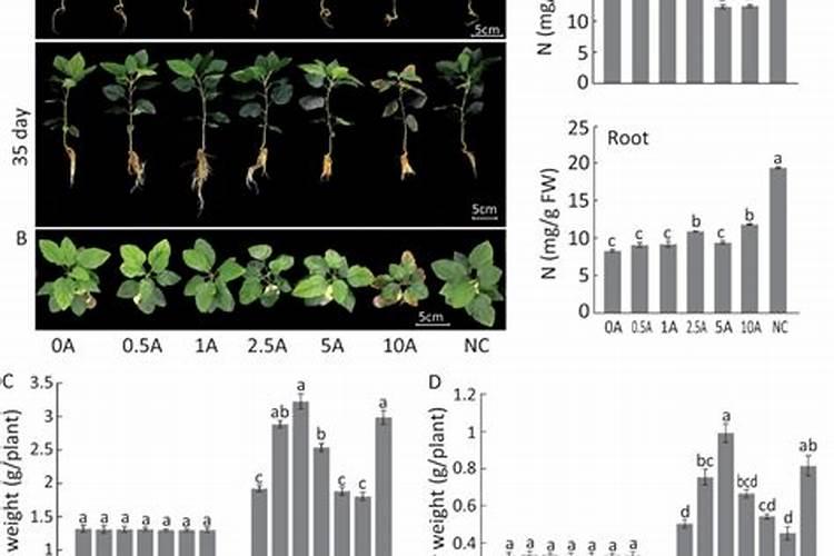 水果很甜是打甜蜜素吗(果实甜度主要的影响因素)
