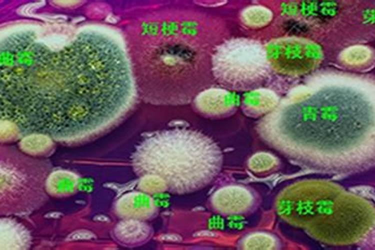 给果树浇甜蜜素好不好,真的能让果子变甜吗？