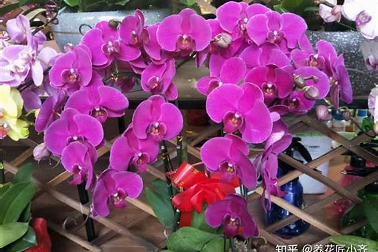 蝴蝶兰怎么施肥花开更多