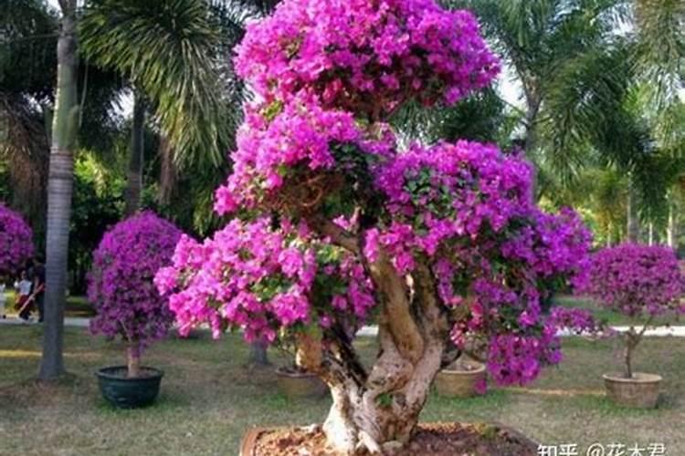 三角梅施肥攻略,三角梅花期施肥方法经验分享