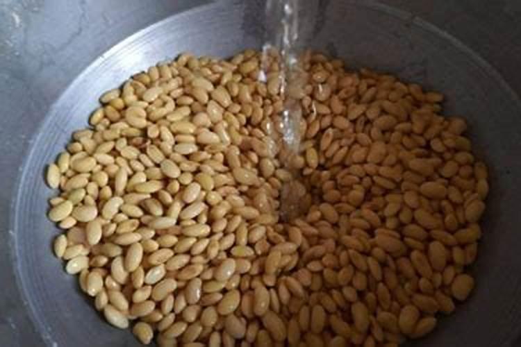 黄豆做肥料注意的事项有哪些