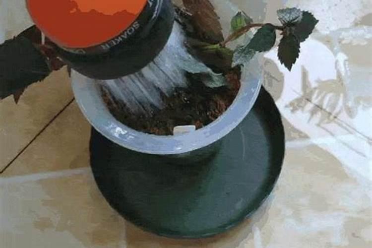 叶面肥浇花怎么使用