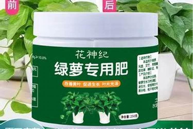 绿萝用什么肥料叶子绿,叶子不绿怎么办