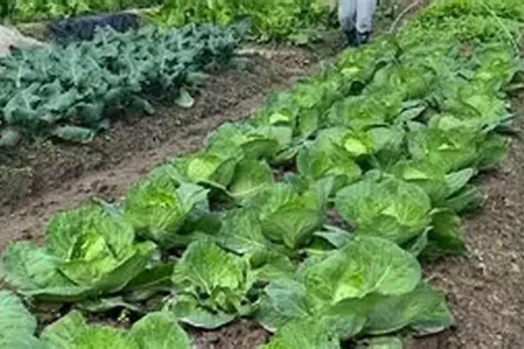 甘蓝菜的施肥方法 如何正确给甘蓝菜施肥